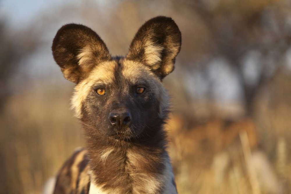 Africa, Namibia Wild dog portrait